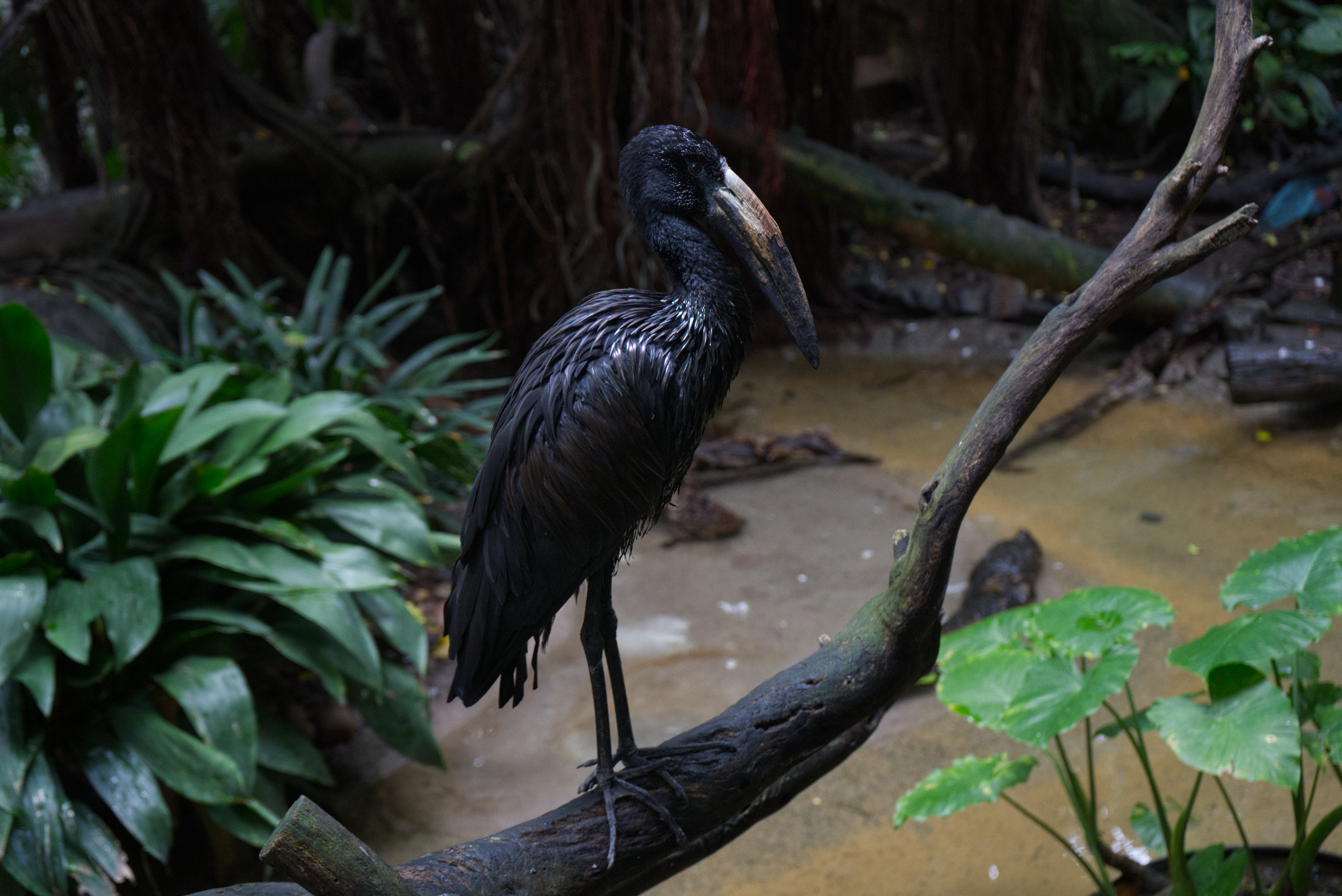 African Openbill.