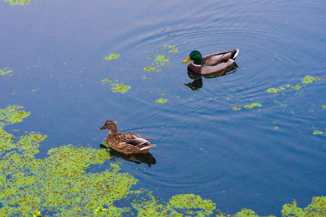 Ducks swimming