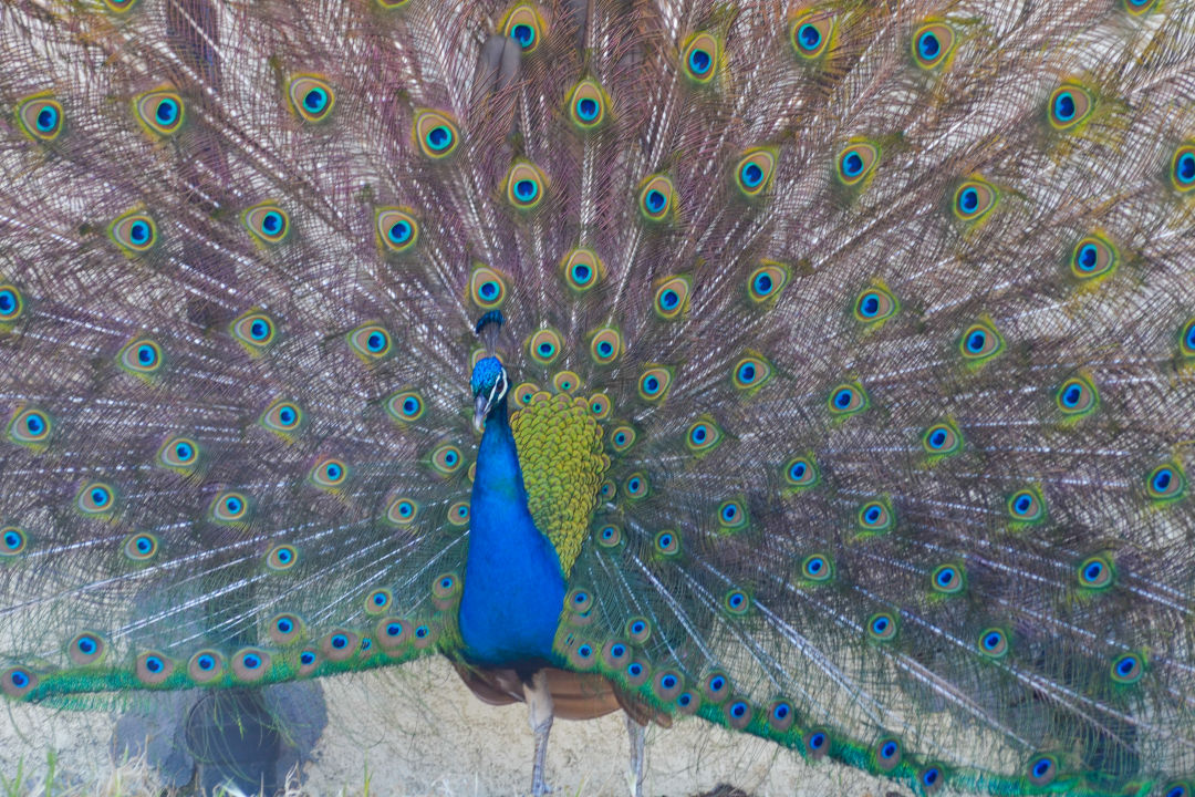 Peacock display