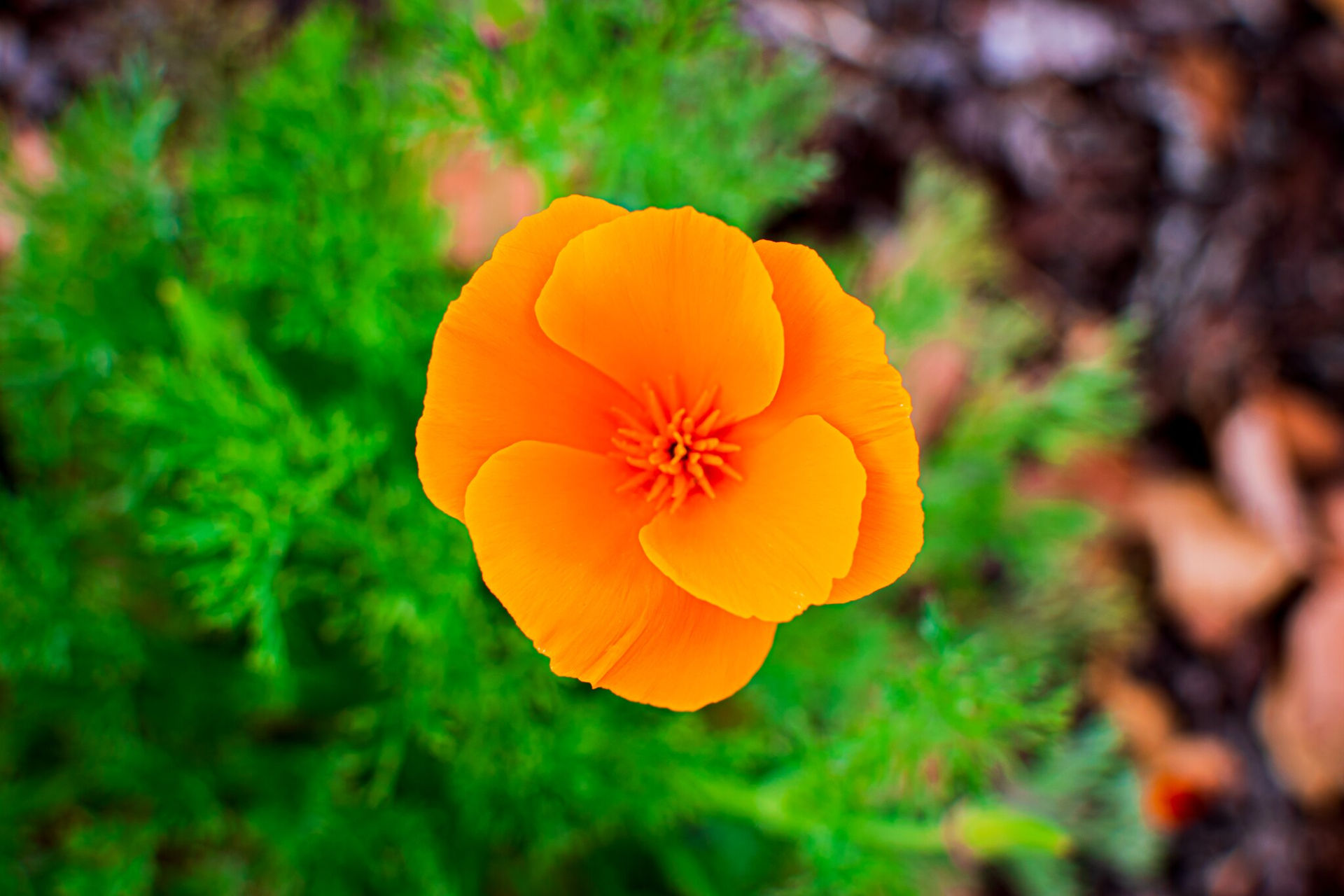Poppy flower